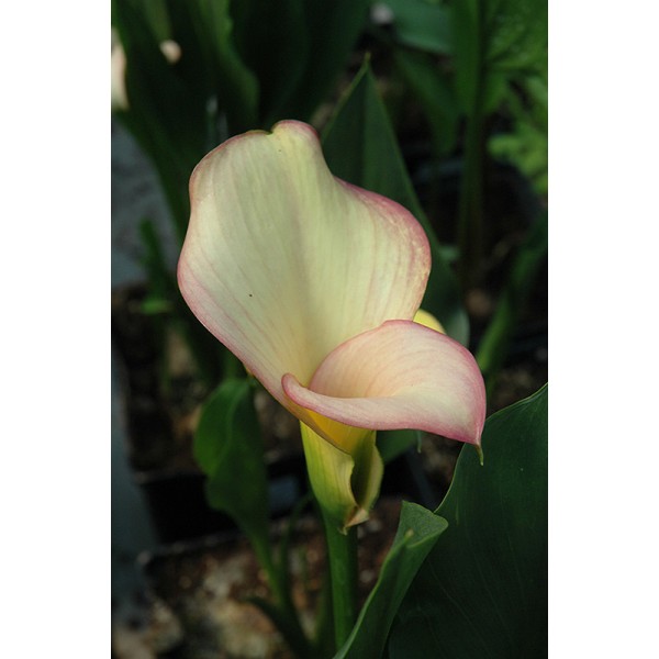 Calla lily PEACH CHIFFON 1pc