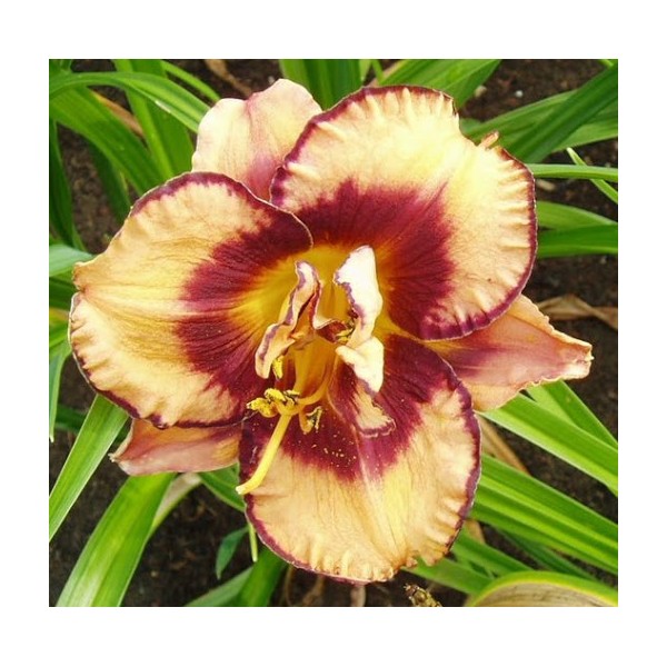 Hemerocallis Exploded Pumpkin 1pc