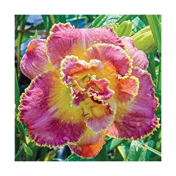 Hemerocallis Unlock the Stars