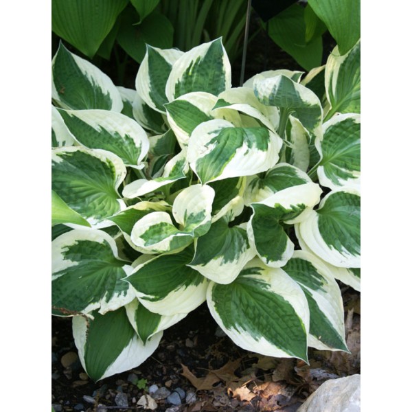 Hosta PATRIOT