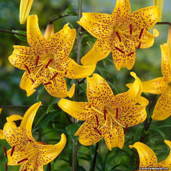 Lilies LEICHTLINII 2pcs