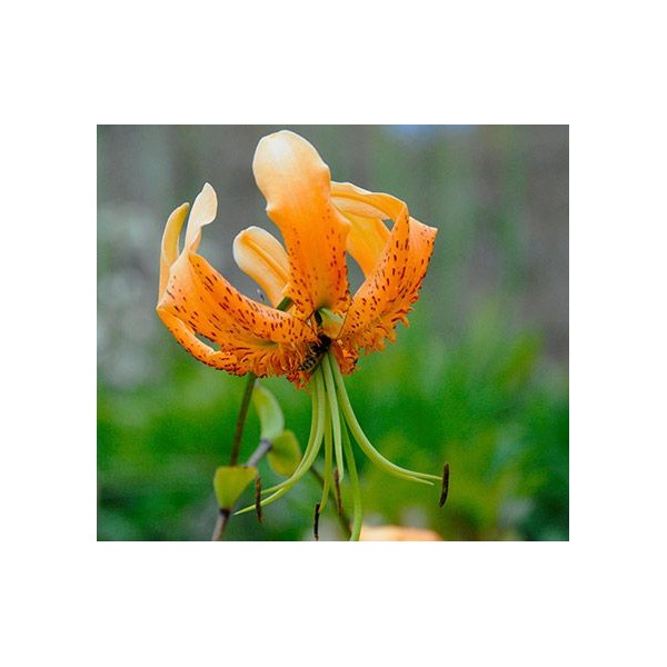 Lilium SPECIOSUM HENRYI 1pc