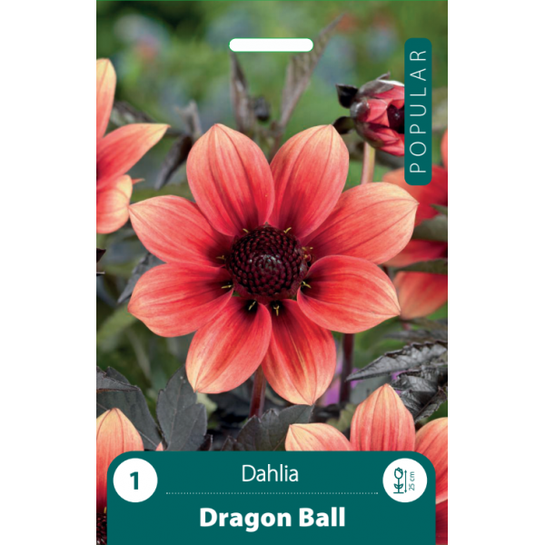 daalia DRAGON BALL 1kpl.