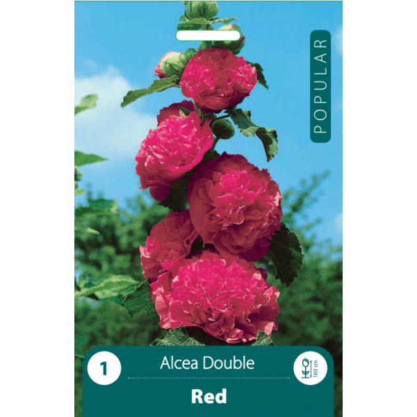 Salkoruusu (Alcea rosea) Double RED