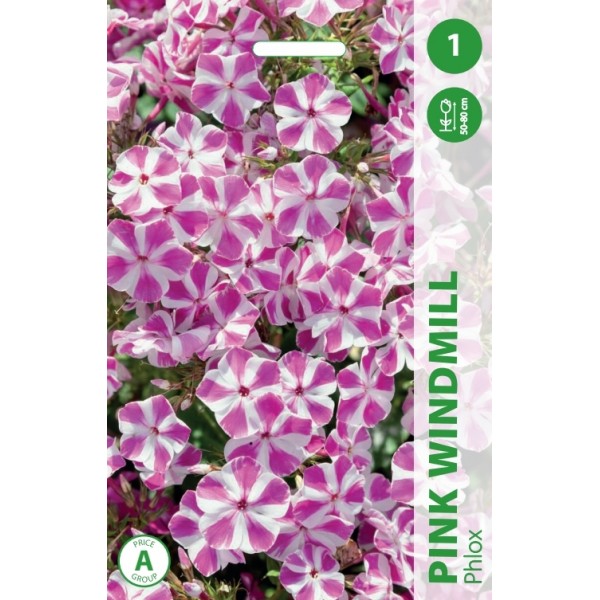 Phlox PINK WINDMILL