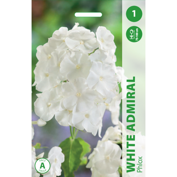 FLIOKSAI WHITE ADMIRAL