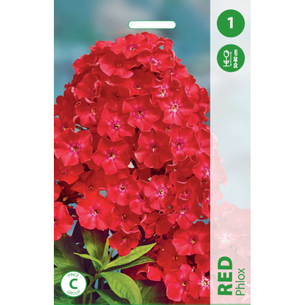 Phlox RED 1pc