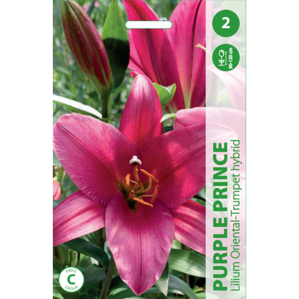 LILIES PURPLE PRINCE 2pcs