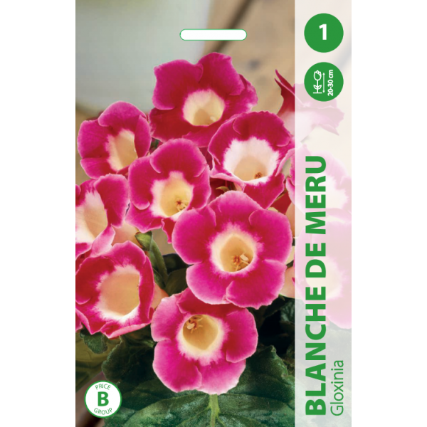 GLOXINIA BLANCHE DE MERU