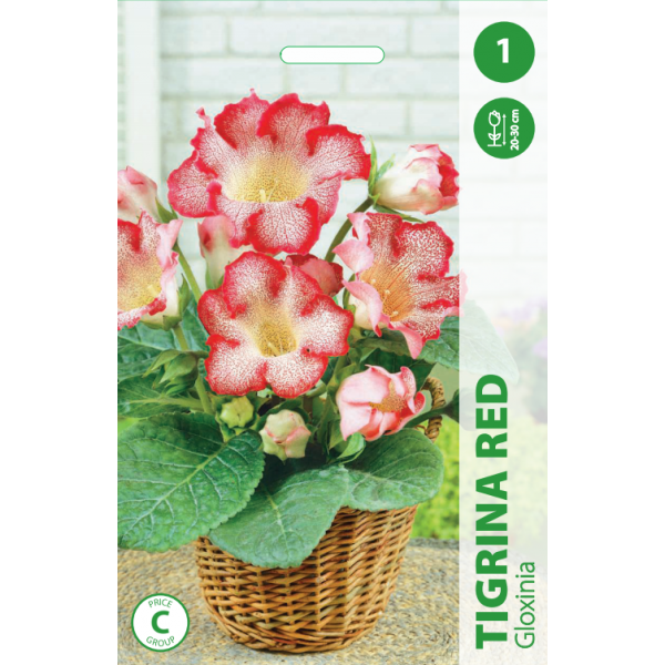 GLOXINIA TIGRINA RED