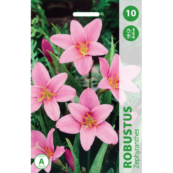 Calla ROBUSTUS 10pcs