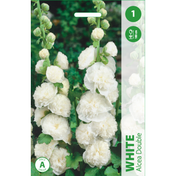 PILIAROŽĖ PILNAVIDURĖ WHITE