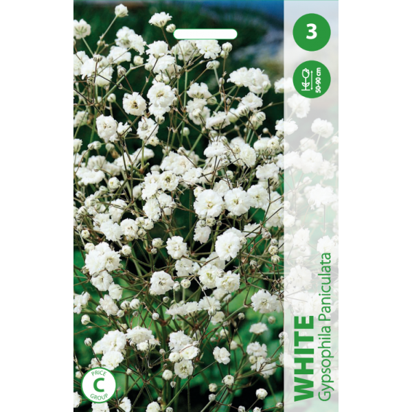 GUMBOYA PANICULATA WHITE