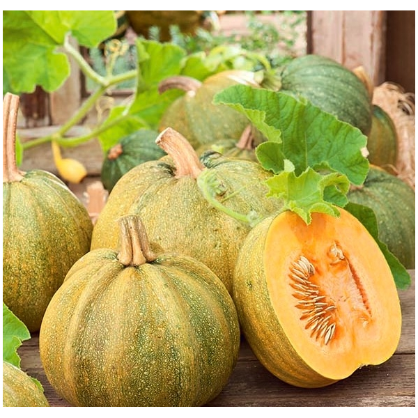 Pumpkins DANKA POLKA 100 seeds
