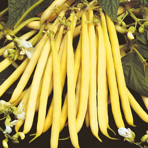 Common Bean (Phaseolus vulgaris) BERGGOLD 1kg