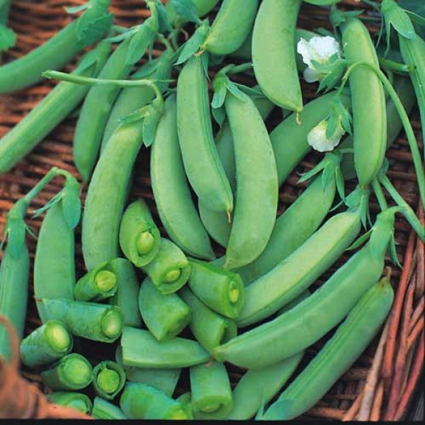 VÄRISTYNEET HERNEET PROGRESS 500g