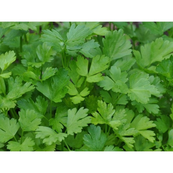 Parsely FESTIVAL 68 100g