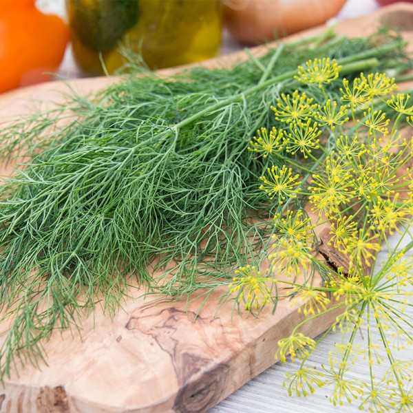 Dill MAMMOTH 500g