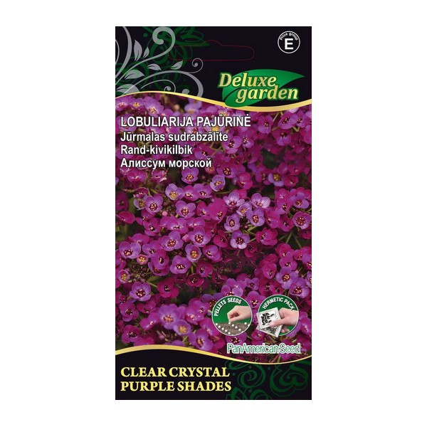 Strand-Silberkraut CLEAR CRYSTAL PURPLE SHADE