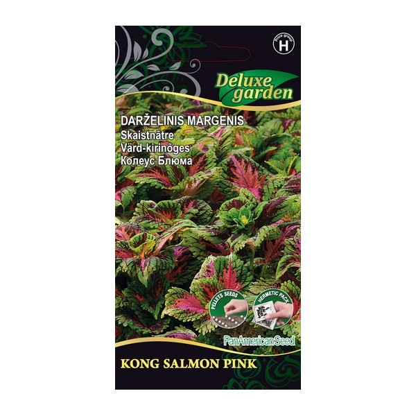 Coleus Blume KONG SALMON PINK