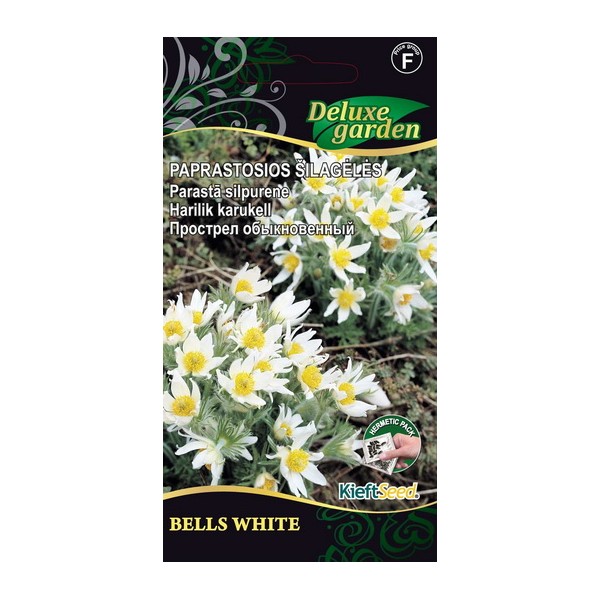 Pasqueflower BELLS WHITE
