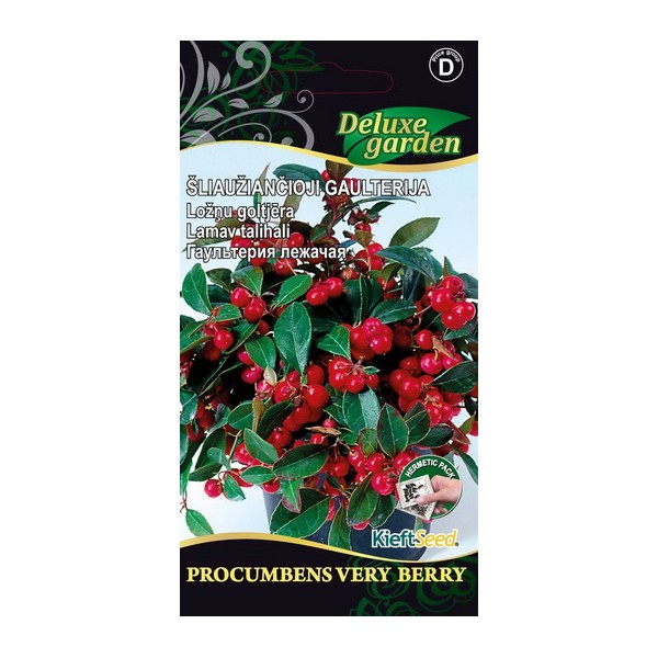 Gaultheria PROCUMBENS VERY BERRY