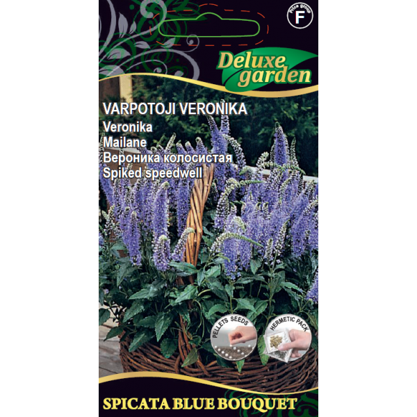 Baneberry (Actaea spicata) BLUE BOUQUET