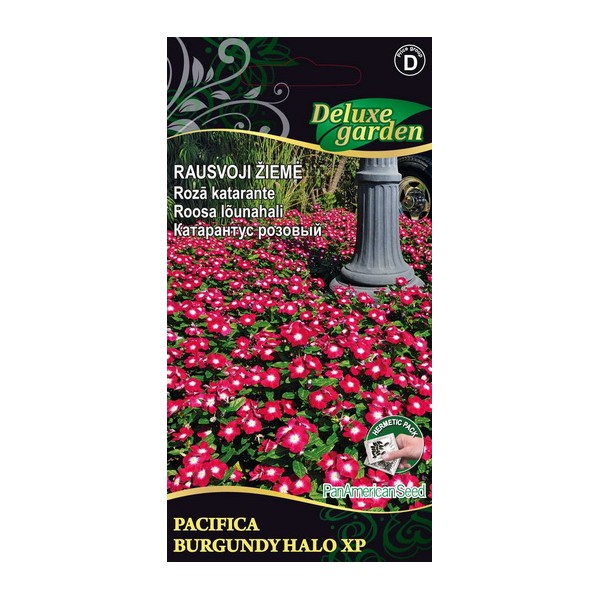Madagascar Periwinkle PACIFICA -  BURGUNDY HALO XP