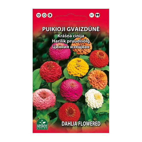 Common zinnia