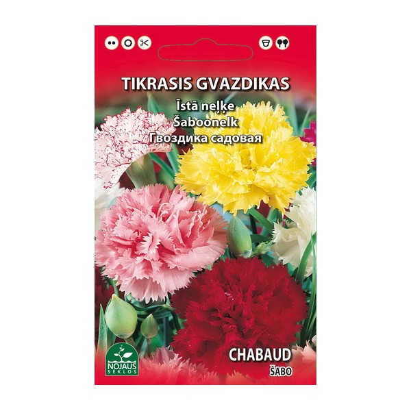 Dianthus Shabo