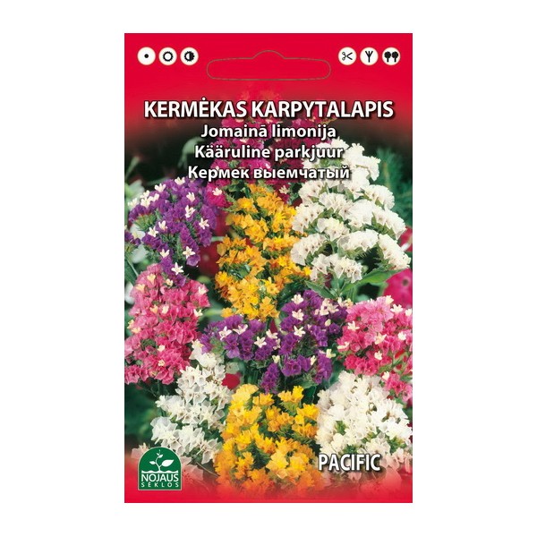 Sea lavenders (Limonium sinuatum)