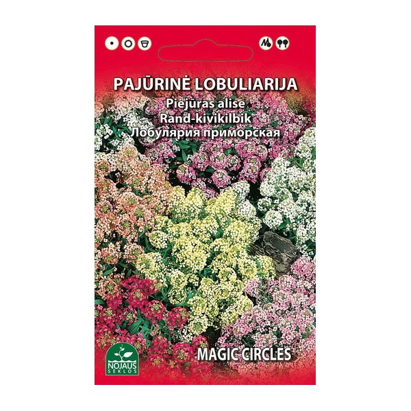 Sweet alyssum