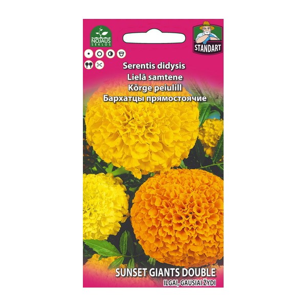 Tagetes grand