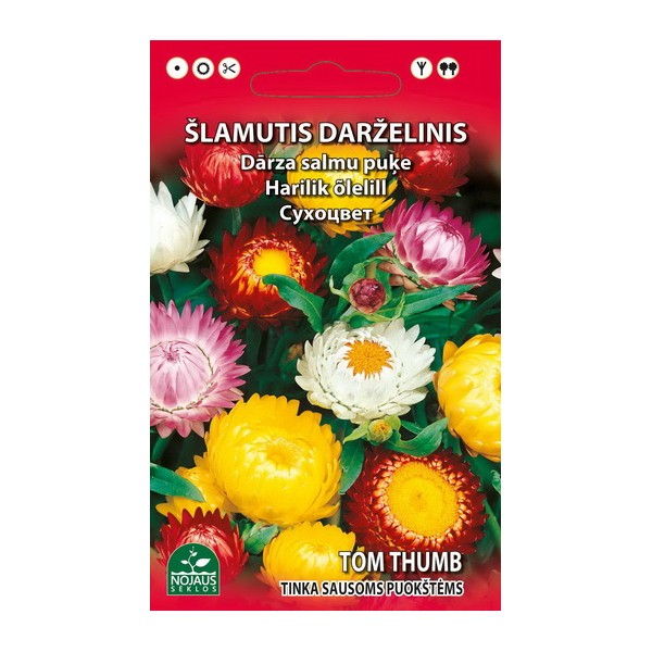Helichrysum bracteatum MIX