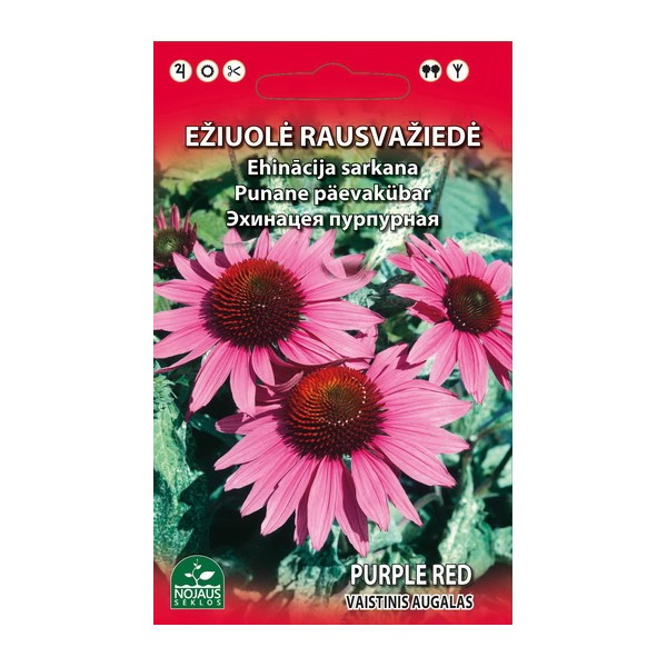 Echinacea red perennial