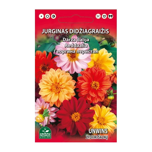 Dahlia variablis