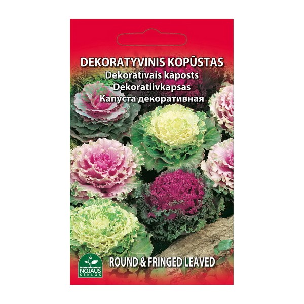 Brassica oleracea