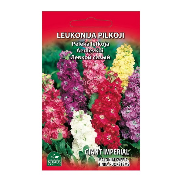Stock Matthiola grey