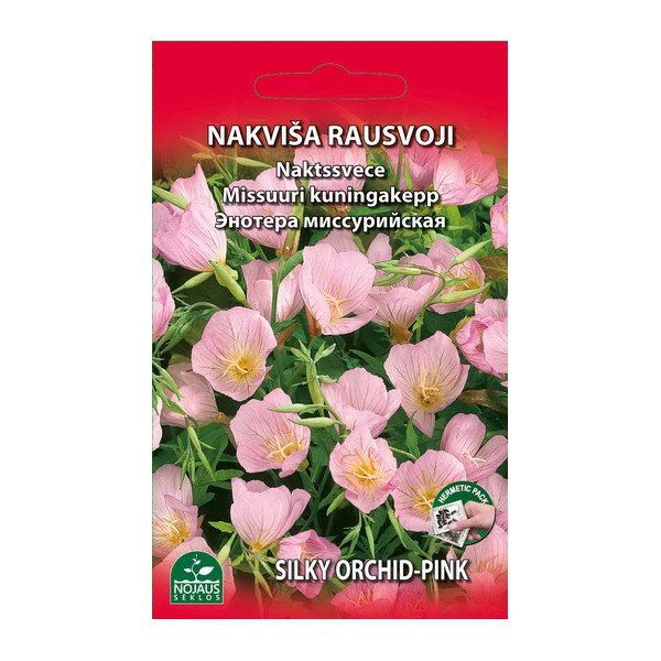 Evening primrose missouriensis perennial (pink)