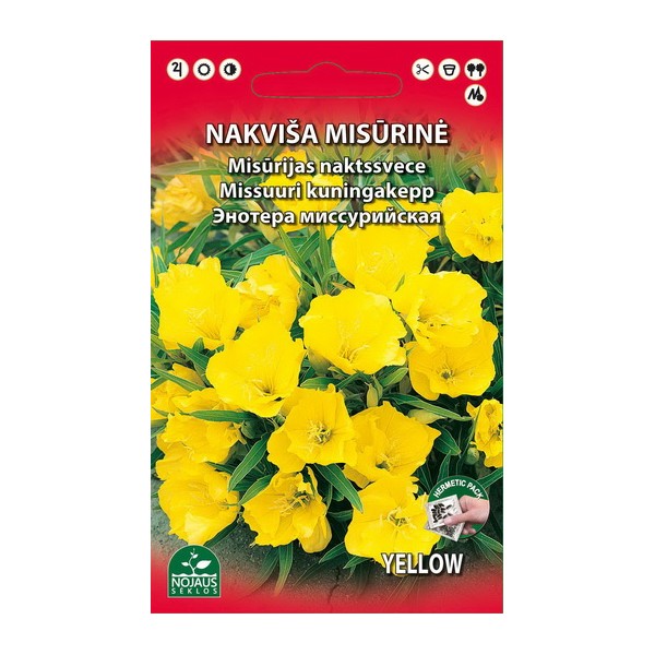 Evening primrose missouriensis perennial (yellow)