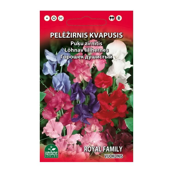 Lathyrus latifolius