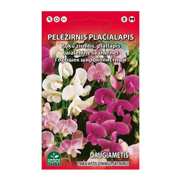 Lathyrus latifolius perennia, climbing