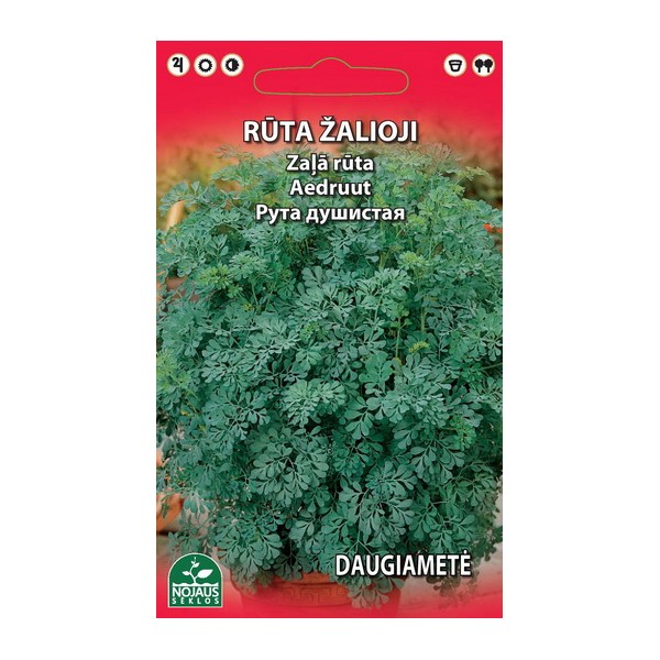 Ruta graveolens perennial 0,3g