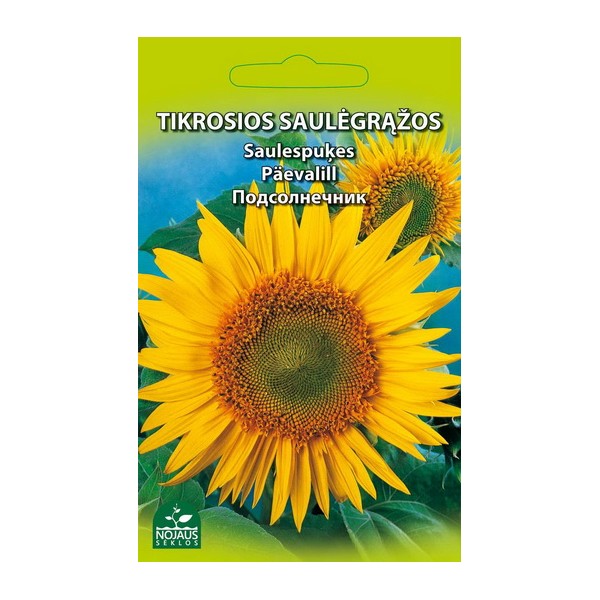 Common Sunflower