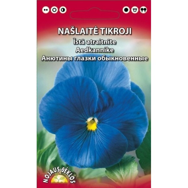 Viola, pansy (BLUE)