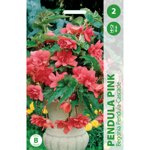 BEGONIA PENDULA PINK