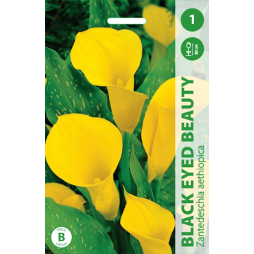 Calla (Zantedeschia) BLACK...
