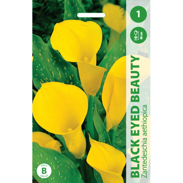 Calla (Zantedeschia) BLACK EYED BEAUTY