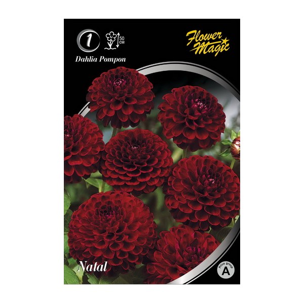 Dahlia NATAL 1 pcs.