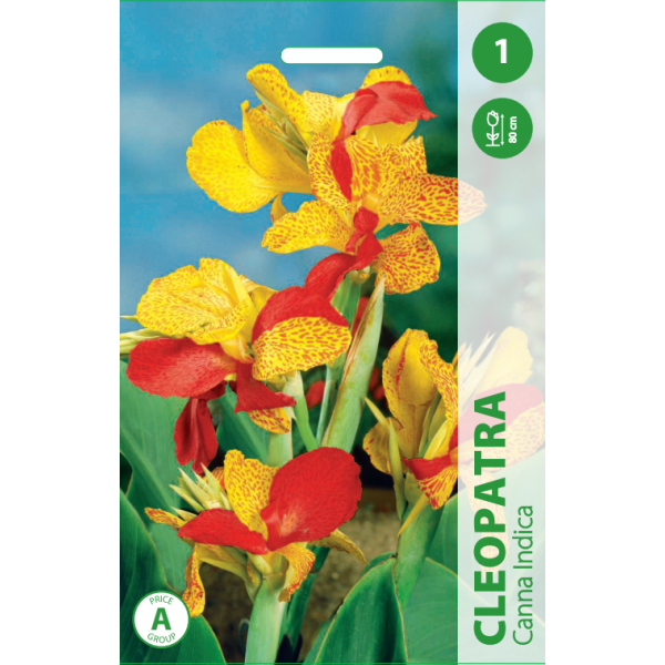 Canna CLEOPATRA 1pc